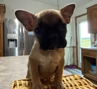 Petunia, a female French Bulldog and Pug for sale in Thorp, WI – 8 of 10