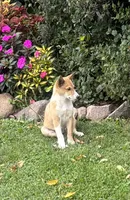 Lucky, a female Shiba Inu and Shetland Sheepdog for sale in Thorp, WI – 7 of 10