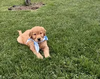 AKC Bruiser, a male Golden Retriever for sale in Thorp, WI – 4 of 5