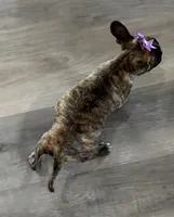 Violet, a female French Bulldog and Pug for sale in Thorp, WI – 2 of 10