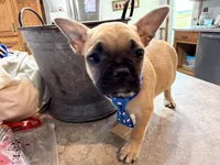 Waffle, a male French Bulldog and Pug for sale in Thorp, WI – 8 of 10