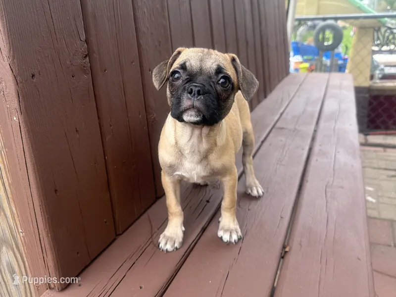 Daisy – French Bulldog, Pug puppy on hold in Thorp, WI