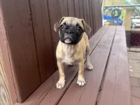 Daisy, a female French Bulldog and Pug for sale in Thorp, WI – 1 of 10