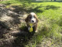 Rusty, a male Cavapoo for sale in Thorp, WI – 5 of 10