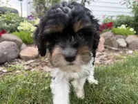 Bode, a male Cavapoo for sale in Thorp, WI – 10 of 10