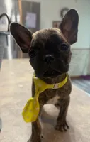 Peanut, a male French Bulldog and Pug for sale in Thorp, WI – 4 of 10