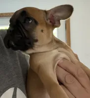 Petunia, a female French Bulldog and Pug for sale in Thorp, WI – 10 of 10