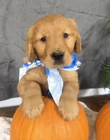 AKC Bruiser, a male Golden Retriever for sale in Thorp, WI – 2 of 5