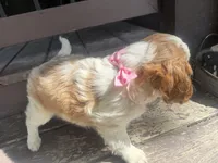 Rosy, a female Cavapoo for sale in Thorp, WI – 2 of 10