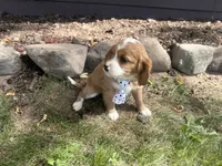 Rascal, a male Cavapoo for sale in Thorp, WI – 2 of 9