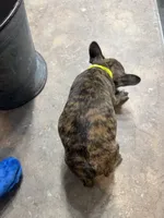 Peanut, a male French Bulldog and Pug for sale in Thorp, WI – 7 of 10