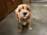 Buddy, a male Cavapoo for sale in Thorp, WI – 5 of 10