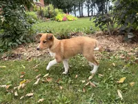 Shelby, a female Shiba Inu and Shetland Sheepdog for sale in Thorp, WI – 9 of 10