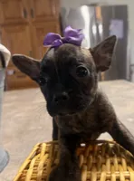 Violet, a female French Bulldog and Pug for sale in Thorp, WI – 7 of 10