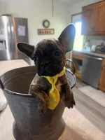 Peanut, a male French Bulldog and Pug for sale in Thorp, WI – 9 of 10