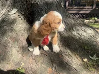 Ricky, a male Cavapoo for sale in Thorp, WI – 2 of 10
