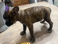 Violet, a female French Bulldog and Pug for sale in Thorp, WI – 4 of 10