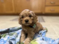 Nolan, a male Cavapoo for sale in Thorp, WI – 4 of 10
