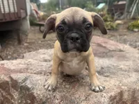 Daisy, a female French Bulldog and Pug for sale in Thorp, WI – 8 of 10
