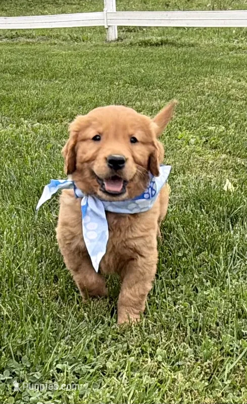 AKC Bruiser – Golden Retriever puppy for sale in Thorp, WI