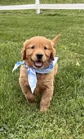 AKC Bruiser, a male Golden Retriever for sale in Thorp, WI – 1 of 5