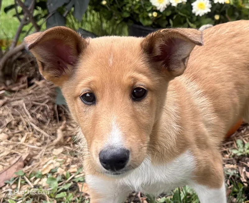 Shelby – Shiba Inu, Shetland Sheepdog puppy for sale in Thorp, WI