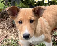 Shelby, a female Shiba Inu and Shetland Sheepdog for sale in Thorp, WI – 1 of 10