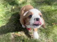 Ricky, a male Cavapoo for sale in Thorp, WI – 8 of 10