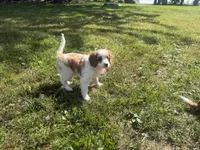 Rosy, a female Cavapoo for sale in Thorp, WI – 7 of 10