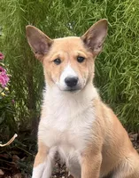 Lucky, a female Shiba Inu and Shetland Sheepdog for sale in Thorp, WI – 1 of 10
