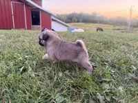 Raina, a female Pug for sale in Thorp, WI – 6 of 10