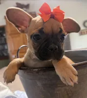 Patty, a female French Bulldog and Pug for sale in Thorp, WI – 4 of 10