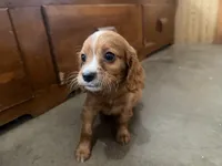 Frisky, a male Cavapoo for sale in Thorp, WI – 5 of 10