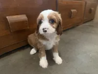 Bella, a female Cavapoo for sale in Thorp, WI – 4 of 10