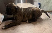 Coffee Bean, a male French Bulldog and Pug for sale in Thorp, WI – 8 of 10
