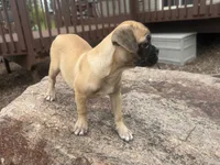 Daisy, a female French Bulldog and Pug for sale in Thorp, WI – 5 of 10