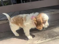 Rosy, a female Cavapoo for sale in Thorp, WI – 8 of 10