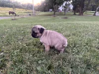 AKC River, a male Pug for sale in Thorp, WI – 2 of 10