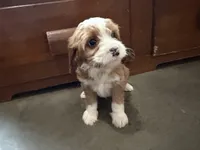 Bella, a female Cavapoo for sale in Thorp, WI – 2 of 10