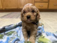 Nolan, a male Cavapoo for sale in Thorp, WI – 5 of 10