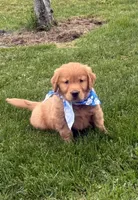 AKC Bruiser, a male Golden Retriever for sale in Thorp, WI – 3 of 5