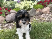 Bode, a male Cavapoo for sale in Thorp, WI – 3 of 10