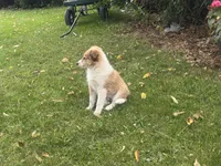 Jasper, a male Shiba Inu and Shetland Sheepdog for sale in Thorp, WI – 6 of 10