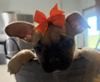 Patty, a female French Bulldog and Pug for sale in Thorp, WI – 7 of 10