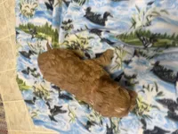Nina , a female Cavapoo for sale in Thorp, WI – 7 of 10