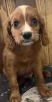 Frisky, a male Cavapoo for sale in Thorp, WI – 7 of 10