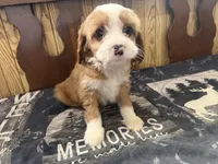 Bella, a female Cavapoo for sale in Thorp, WI – 7 of 10