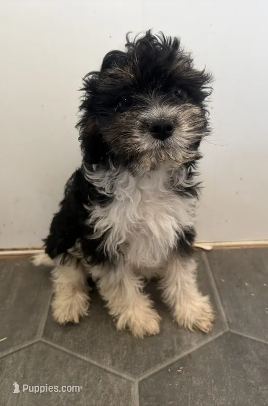 Bill – Cavapoo puppy on hold in Thorp, WI