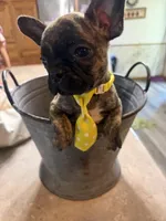 Peanut, a male French Bulldog and Pug for sale in Thorp, WI – 6 of 10