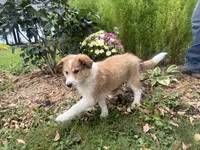 Jasper, a male Shiba Inu and Shetland Sheepdog for sale in Thorp, WI – 5 of 10